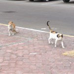 Koty z Abu Dhabi :)