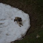 Nie można chodzić po śniegu owce :) 