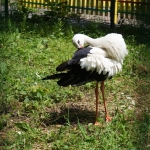 Lwów - Skansen 