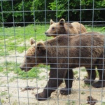 Sanktuarium Niedźwiedzi w Zarnesti 