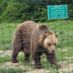 Sanktuarium Niedźwiedzi w Zarnesti 
