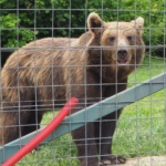 Sanktuarium Niedźwiedzi w Zarnesti 