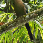 Ptaszorki Kolumbii