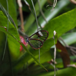 Sanktuarium Motyli