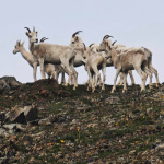 Park Stanowy Chugach