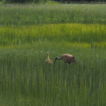 Tony Knowles Coastal Trail