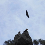 Ferrata Grande - Benaoján