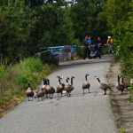 Tony Knowles Coastal Trail