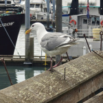 Seward