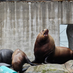 Alaska SeaLife Center