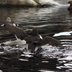 Alaska SeaLife Center