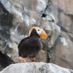 Alaska SeaLife Center