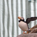 Alaska SeaLife Center