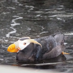 Alaska SeaLife Center