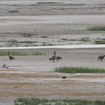 Tony Knowles Coastal Trail