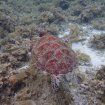 Wyspa Cebu