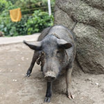 Trasa na Ciudad Perdida