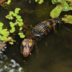 Amazonas