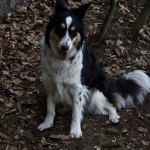 Abbie