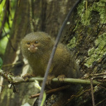 Amazonas