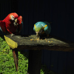 Amazonas