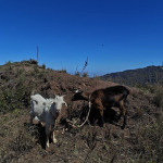 Dwie kozy spotkane przy górskim szlaku podczas trekkingu w okolicach Xoxo na Santo Antão