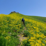 Trekking przez żółte kwiaty w Górach Czatkalskich w Uzbekistanie