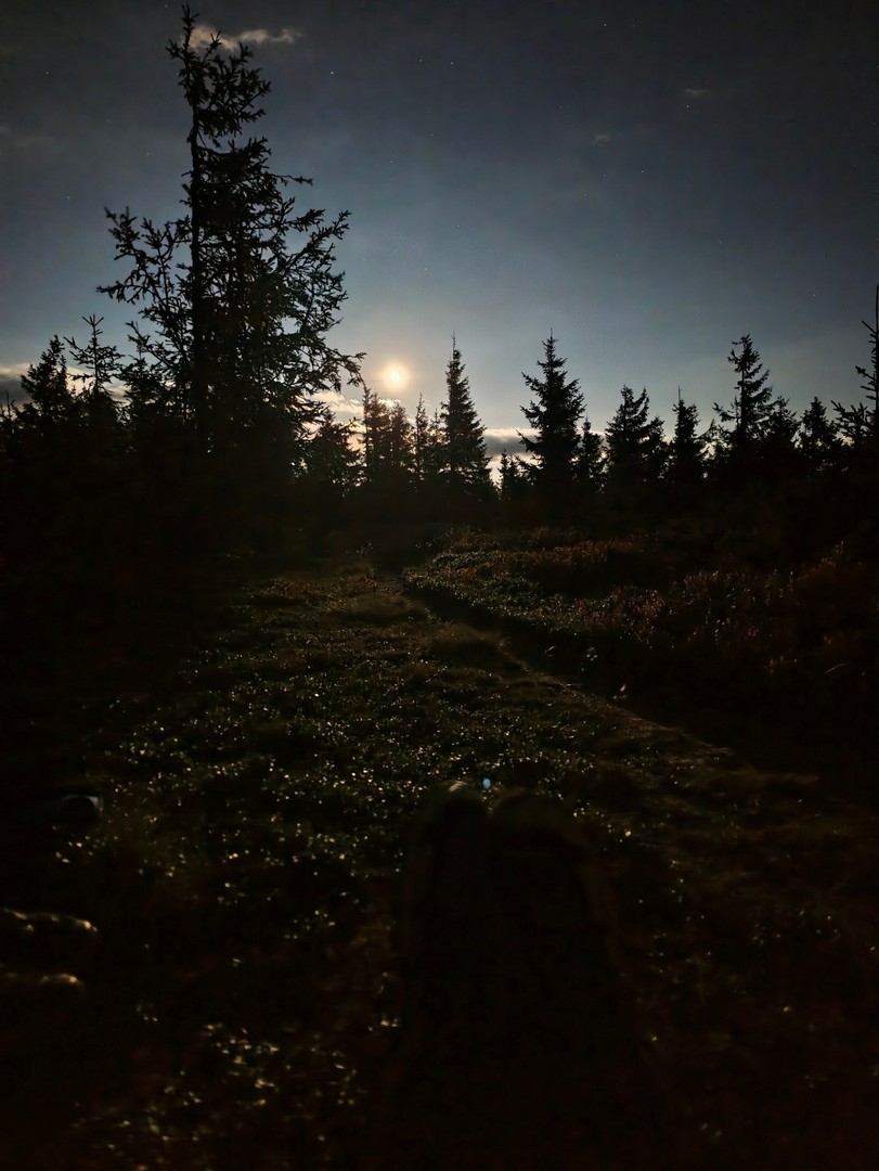 Górski szlak nocą oświetlony blaskiem księżyca wśród drzew 