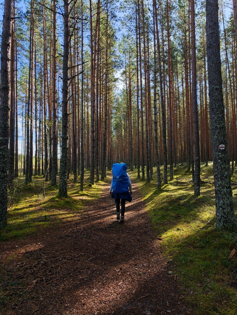 Wędrówka z plecakiem przez sosnowy las na długodystansowym szlaku Oandu–Aegviidu–Ikla w Estonii