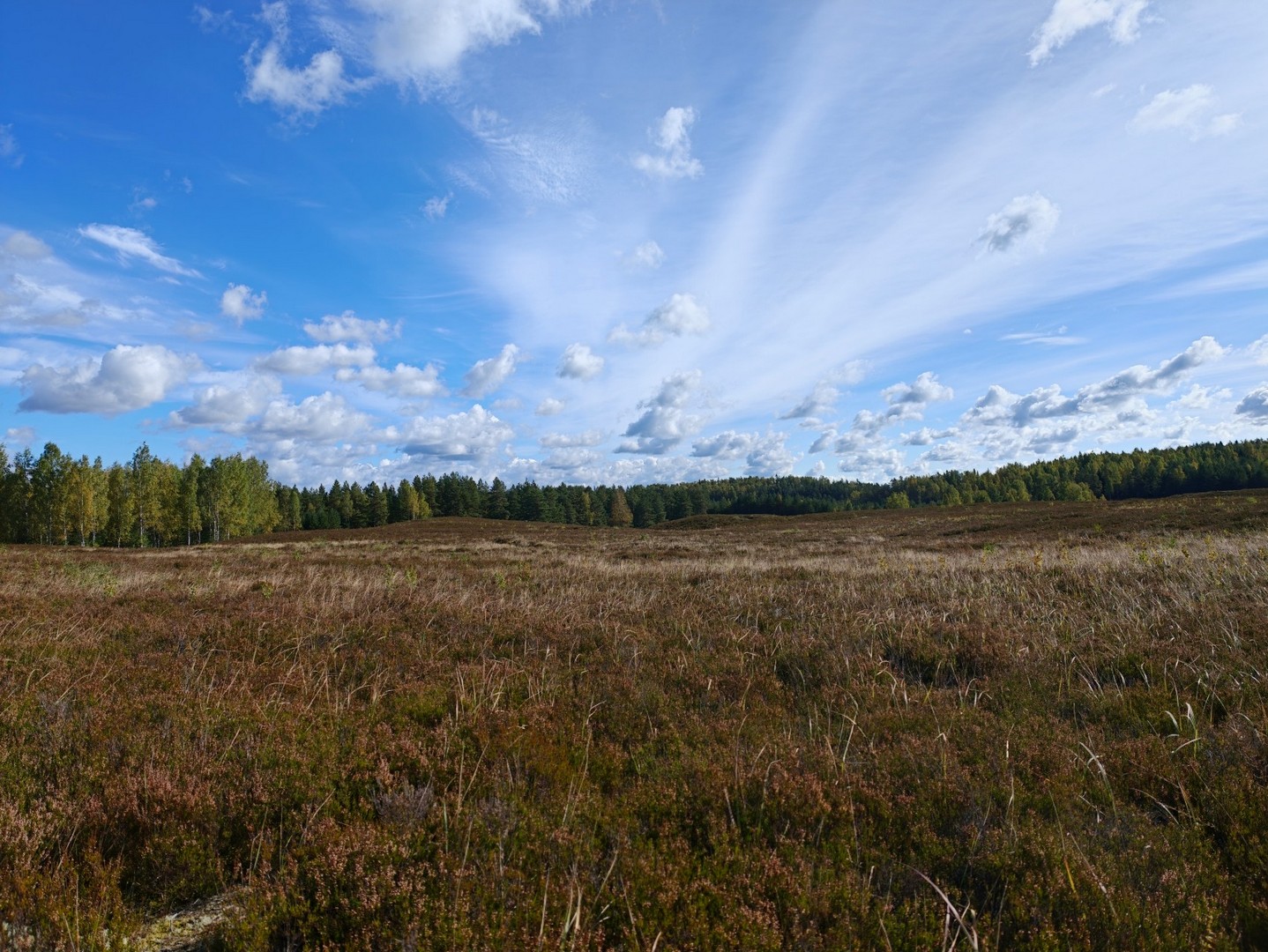 Panoramiczny widok na wrzosowisko Jussi z niską roślinnością i lasem w tle