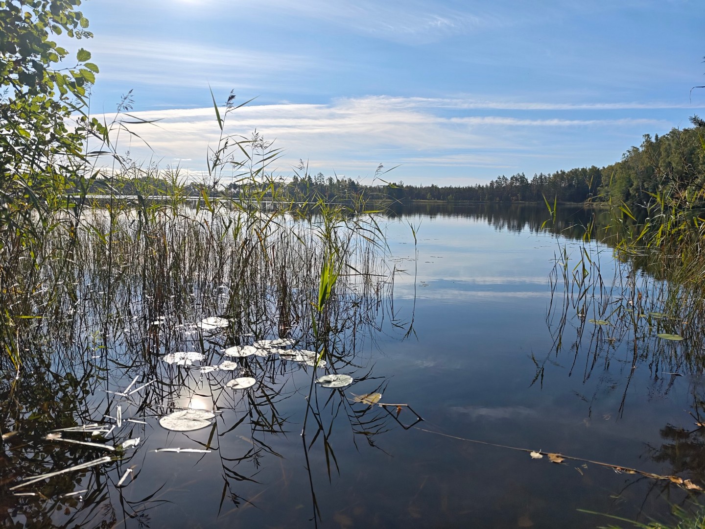 Leśne jezioro otoczone trzcinami i estońskim lasem na trasie Oandu–Aegviidu–Ikla