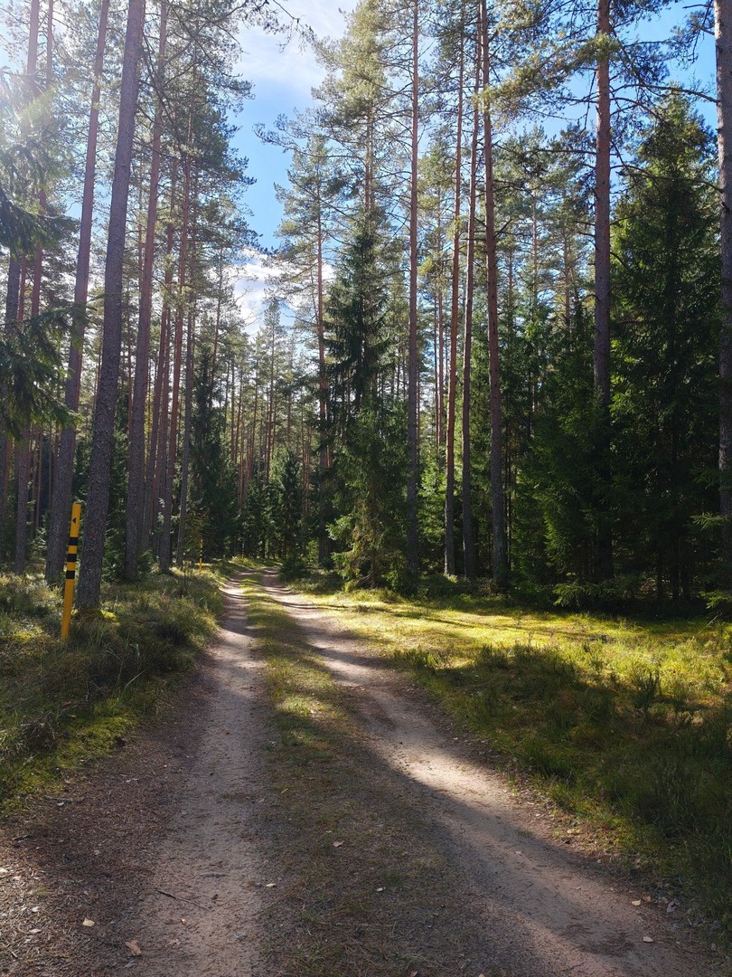 Szeroka leśna droga prowadząca w kierunku Aegviidu na szlaku Oandu–Aegviidu–Ikla